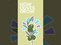 How Olives Grow #shorts