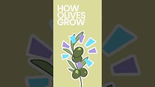 How Olives Grow #shorts