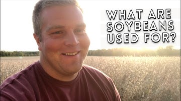 How are Soybeans Grown? What are Soybeans Used for? | Schrader Farms