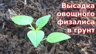 Высадка рассады овощного физалиса в грунт. Все необходимые условия для хорошего урожая физалиса.