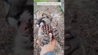 A Lost Puma Was Injured And A Couple Saved It.