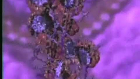 DNA Compression - with style