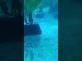 13 день развединия Betta splendens: наблюдаем за мальками #mikmok