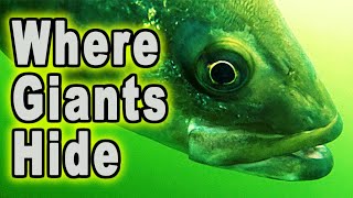 The Secret to Tennessee River Striped Bass