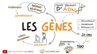 LES GÈNES - Les neurosciences en dessins