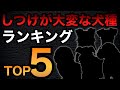【しつけが大変な犬種ランキングTOP５】１位は意外なあの犬種！？ペットショップ店長が解説します！