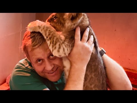 Видео: Как мы ВЕСЕЛО СНИМАЛИ передачу про маленького львёнка ШерХана)))