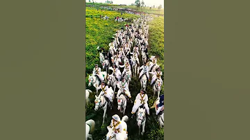 Grand Ethiopian Wedding Traditional Celebration In Addis Ababa 
