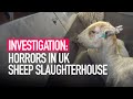 Slaughterhouse of Horrors | Undercover Investigation on British Abattoir