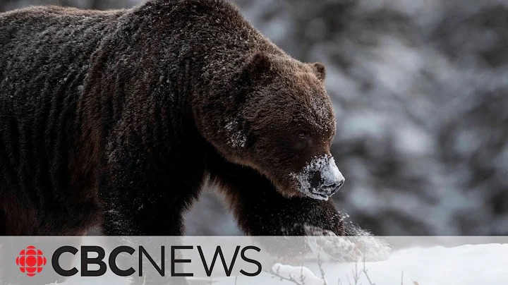 Who's The Boss? Photos showcase one of Banff's toughest grizzlies