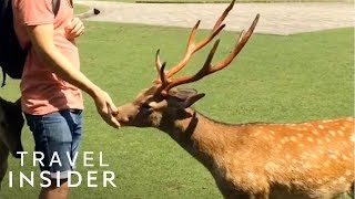 Hundreds of Deer Live in Japan’s Nara Park