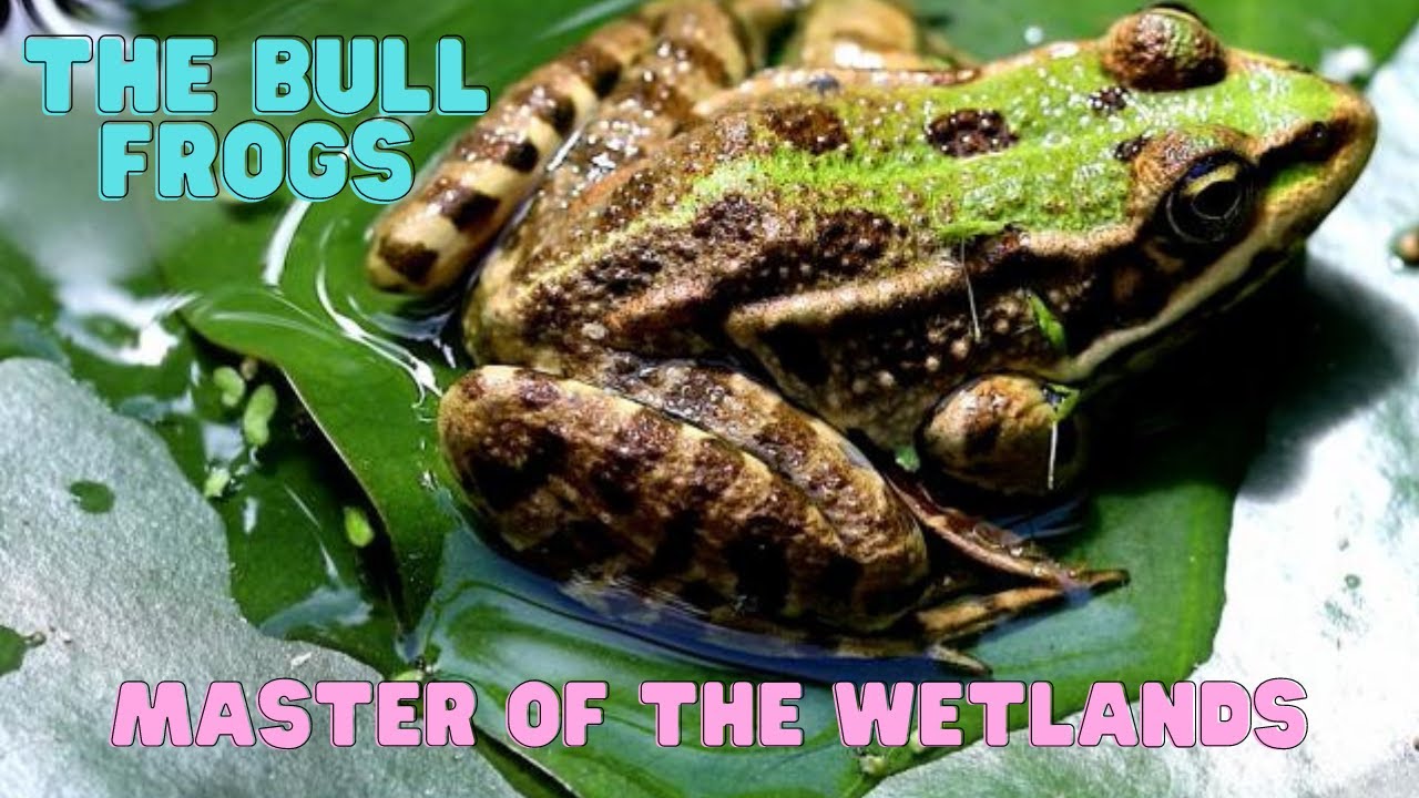 The Bull Frogs Masters of the Wetlands | animal facts planet #bullfrogs ...
