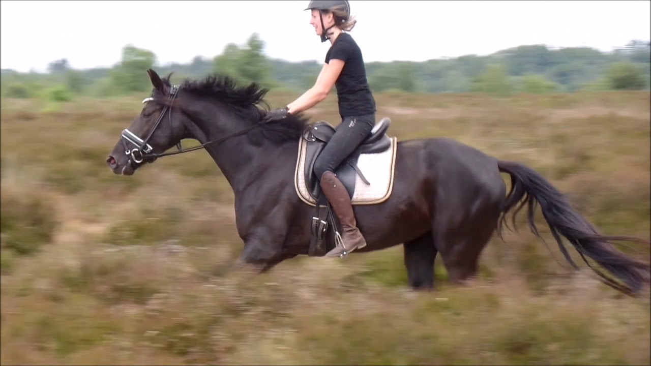 FIRST RIDE OUTSIDE WITH A YOUNG HORSE, IN FULL GALLOP... YouTube