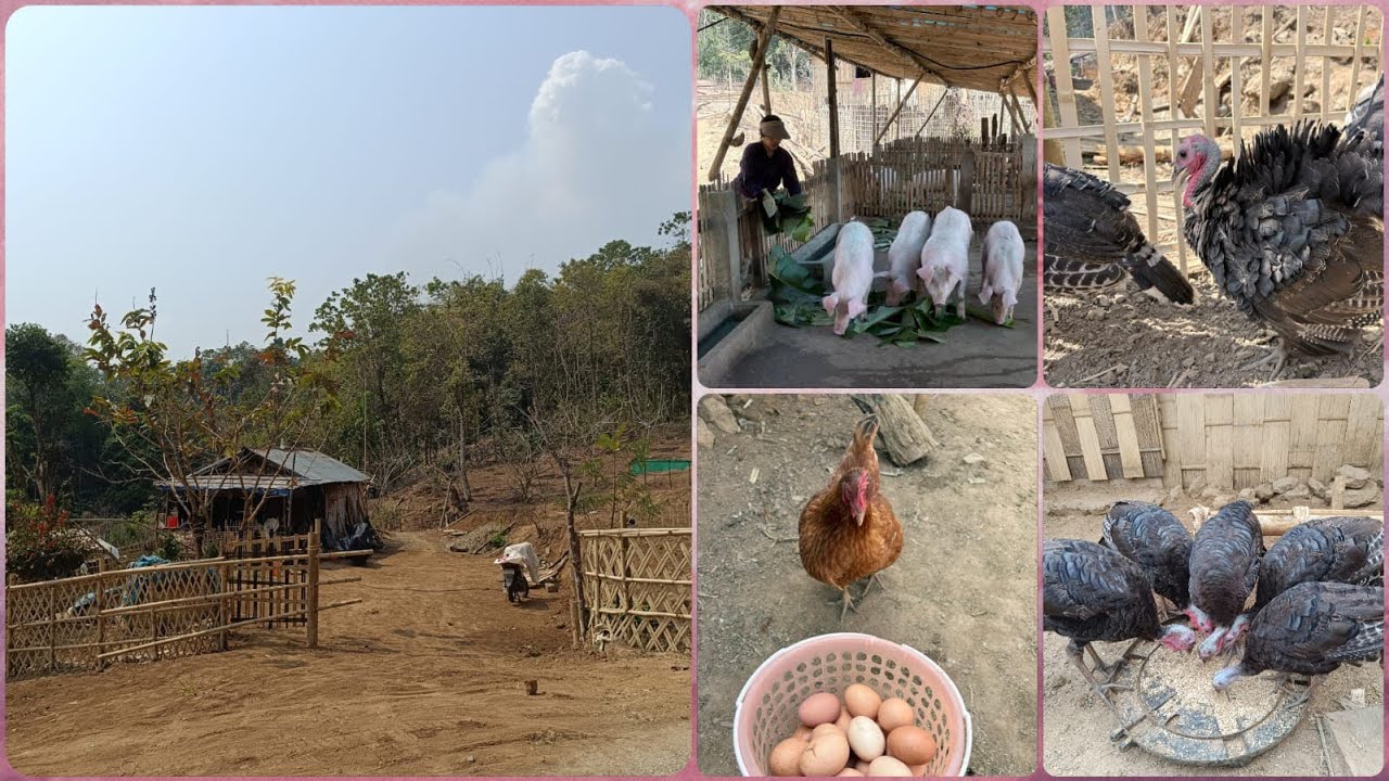 Artui lak khawm// Turkey (Sai ar) Pawh an lian ve tawh viau mai.