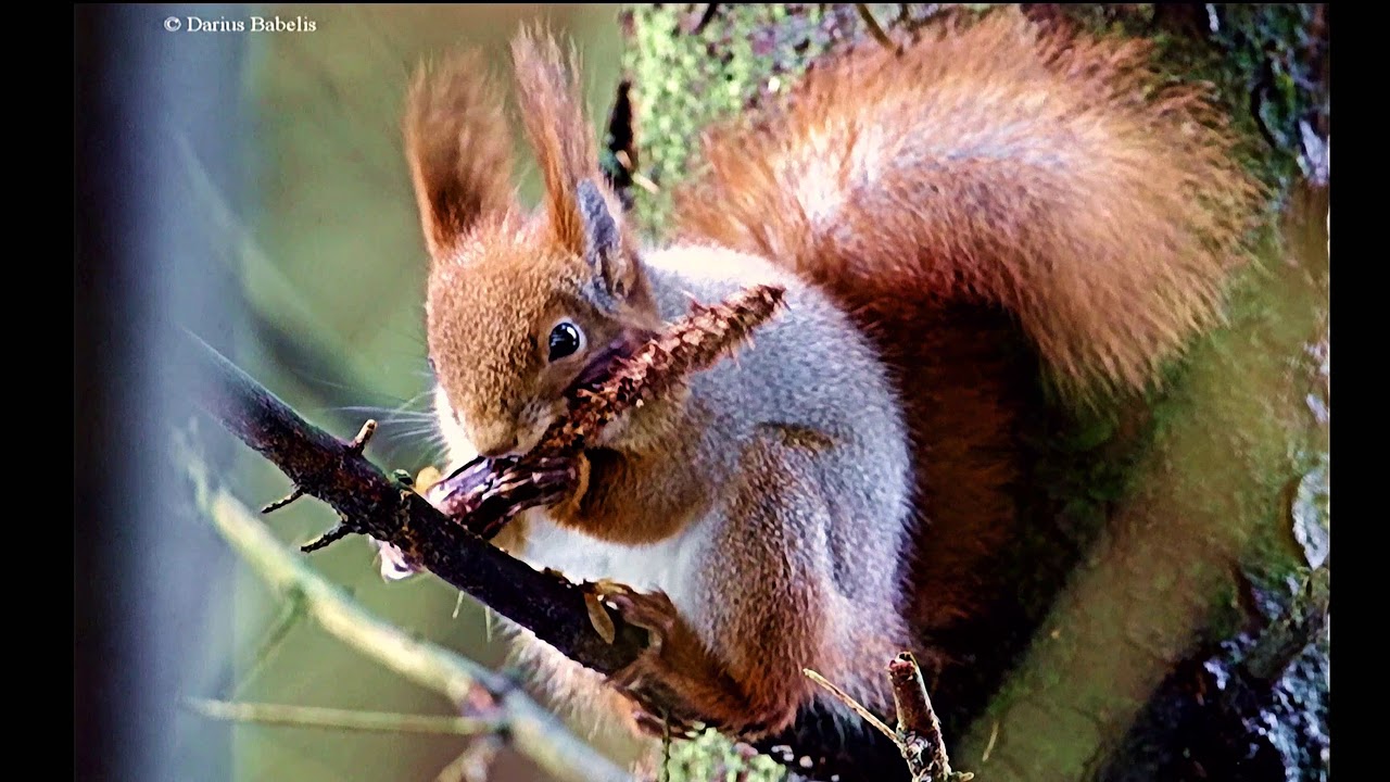Paprastoji voverė (Sciurus vulgaris)
