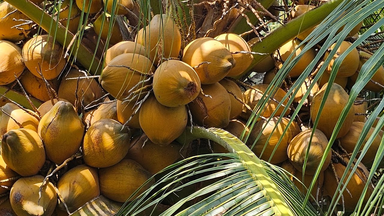 Giống dừa đỏ mã lai siêu