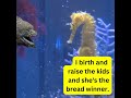Mommy and Daddy Seahorse Arrangement