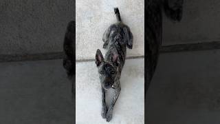 TRAINING ONE SMART DOG❤️RUBY RUBY ROO! #cute #cutedog #adorable #dutchshepherd #dog #dogtraining