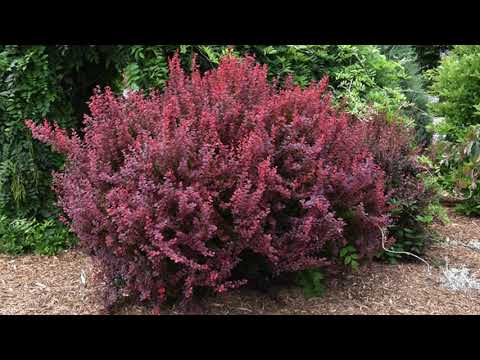 Problematic Japanese Barberry