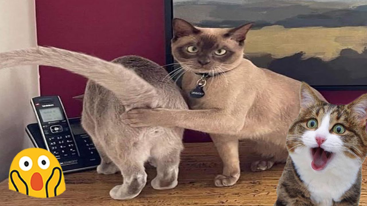 Funniest Cats 2024 😻 Hilarious Animals 😂 Funny Cat TV #8 - YouTube