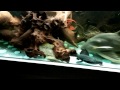 Feeding time at the pleco palace. L24, L25, L27,