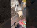Blind Horse 🐴👁️🗨️ #joypetslife #horse