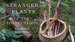 Stranger Plants of the Forest Floor