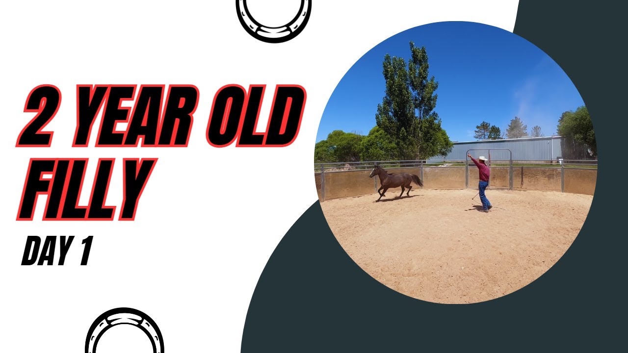 Day 1 With Two Year Old Filly YouTube Day 1 With Two Year Old Filly YouTube