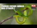 Pourquoi certains animaux nous effraient ?