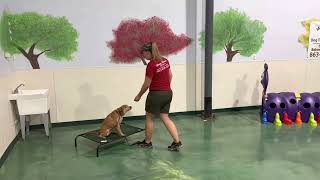 Dog training school in Lakeland FL