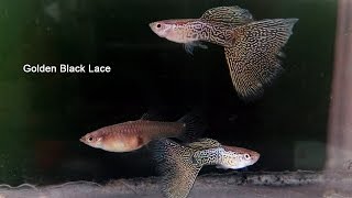 Golden Black Lace  - Guppy Fish Farm in Kerala