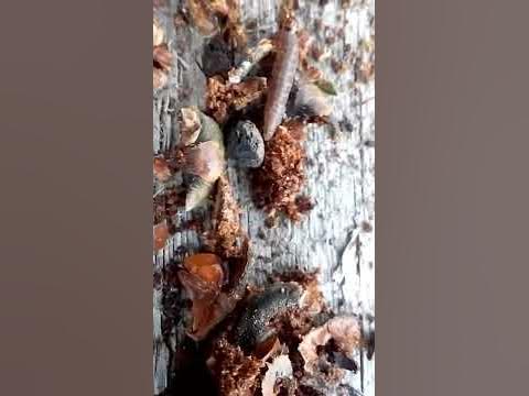 Огневка шишковая хвойная – Dioryctria abietella F. {—Physis, Tinea ...
