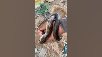 Incredible Snake Rescue – Stuck in a Net!