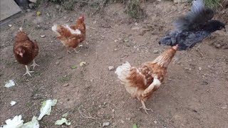 The life of a chicken |part 1