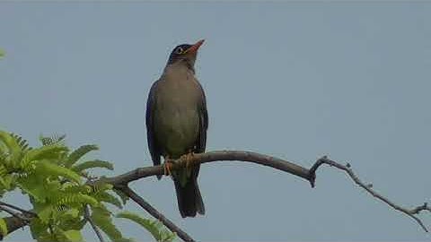 Indian blackbird, the forest songster
