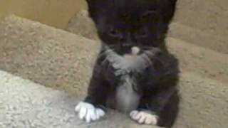 Kittens first trip up the stairs! cute tabbies & tuxedos kitties climb stairs