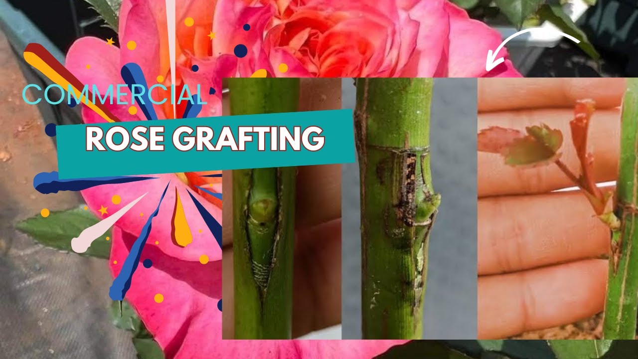 Commercial Rose Grafting. - YouTube