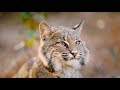 The Mystery and Magic of Bobcats