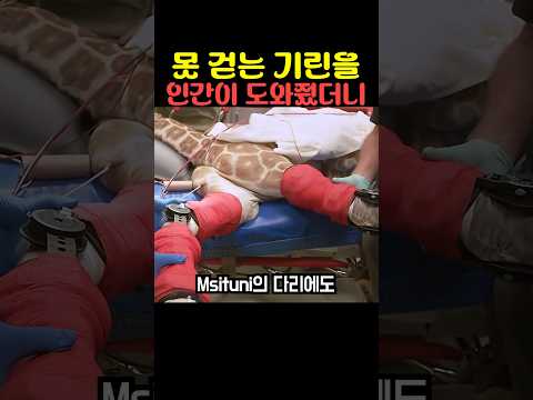 못 걷는 기린을 인간이 도와줬더니 thumbnail