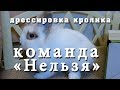 Дрессировка кролика. Команда «Фу» или «Нельзя». Training rabbit