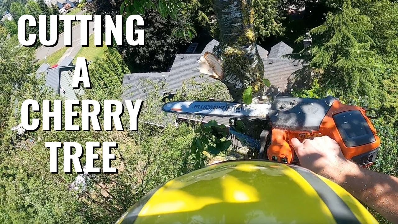 CUTTING A WILD CHERRY TREE \\ PART 2 \\ TREE REMOVAL VIDEOS \ ARBORIST ...