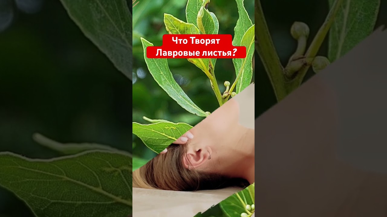лавровые листья вред и польза #секретздоровья