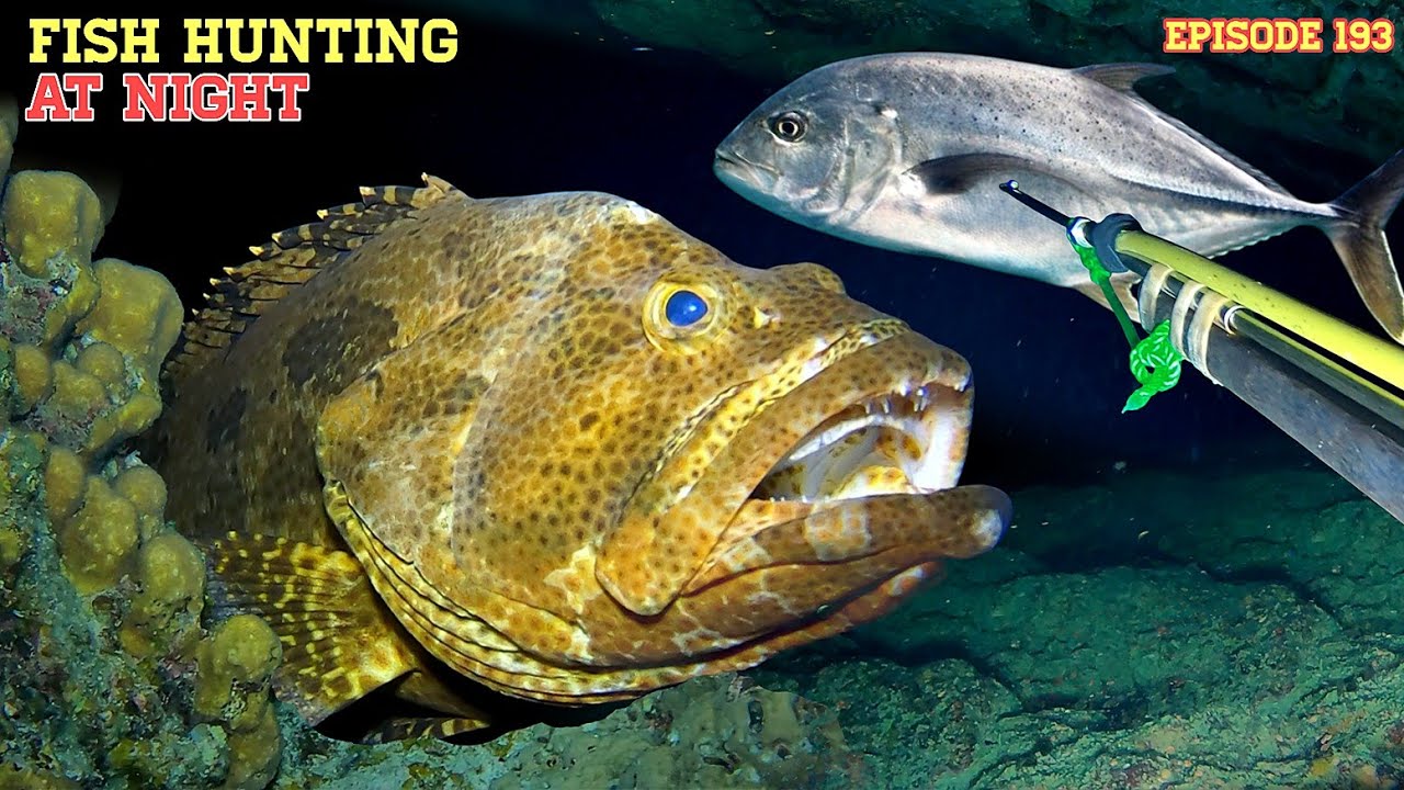 NIGHT SPEARFISHING EPISODE 193| FISH HUNTING AT NIGHT