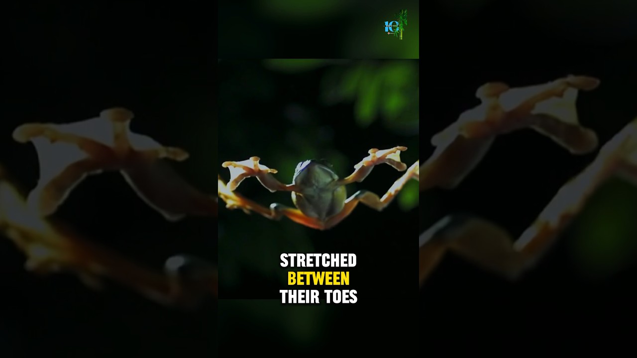 The frog that can fly: Wallace flying frog