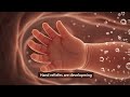 Baby Movements Inside the Womb Explained | 3D Fetal Development