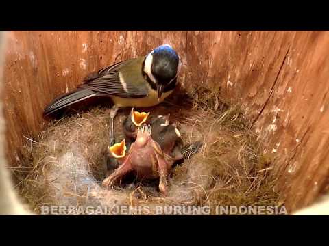 Video: Burung Tua Bertelur Pada 60