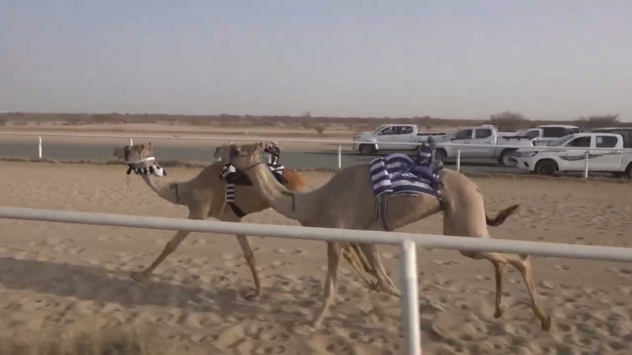 ش1 بكار حقايق 1447/07/27هـ - 2026/01/16م (سيافه) عوض عايض عوض الحليفي