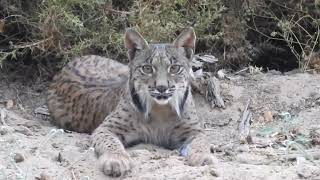 Iberian lynx