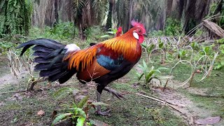 mantap..! AYAM HUTAN terlihat DETAIL di camera