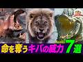 超危険​生物の激しいバトルや捕食の瞬間！ホッキョクグマVSセイウチ、ライオンVSアフリカゾウ…​牙の威力がスゴイ！珠玉の7選【どうぶつ奇想天外／WAKUWAKU】